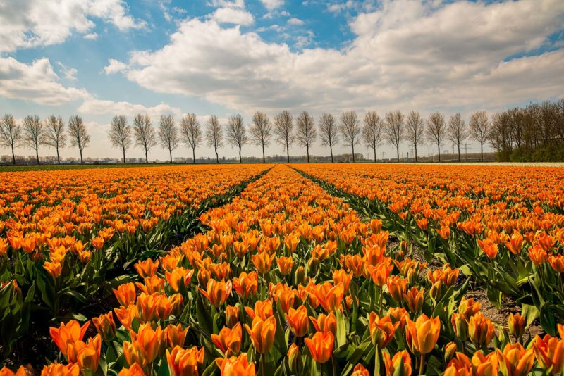 Orange Symmetrical Tulip Field Photo Print The Netherlands